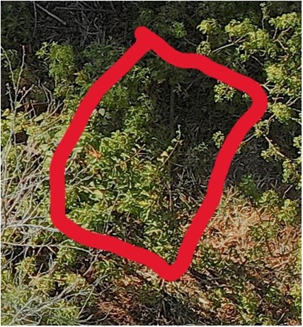 Close up of survey image